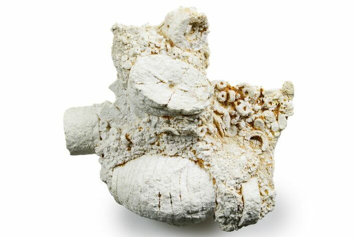 Mississippian Fossil Crinoid Stem & Cephalopod Plate - Kentucky #358650